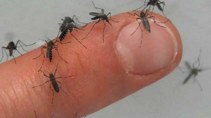 Mosquito del Dengue / Ministerio de Salud y Deportes