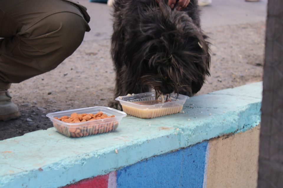 Diputados impulsan campaña solidaria para mascotas en situación de calle en La Paz