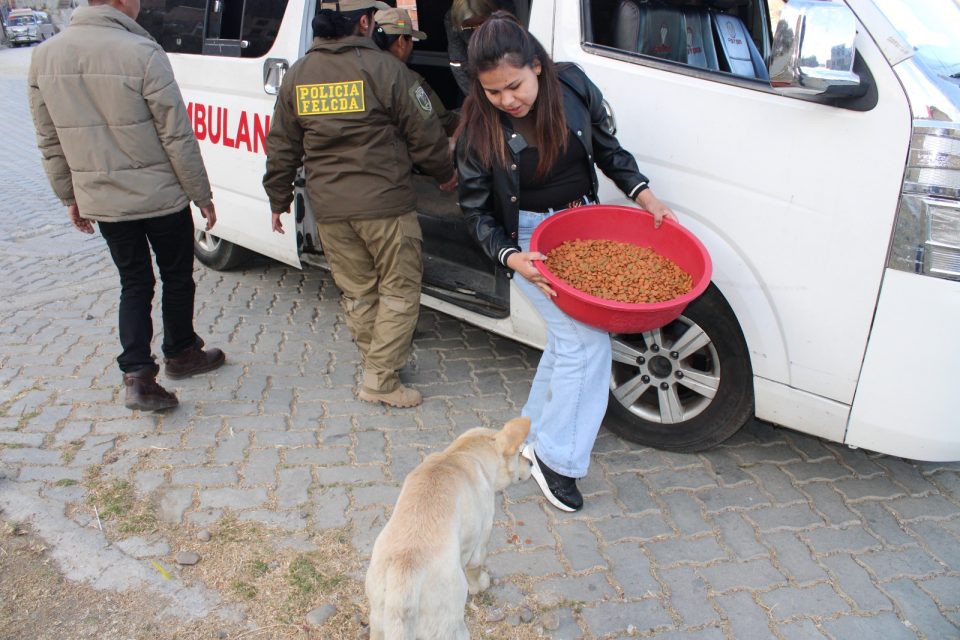 Diputados impulsan campaña solidaria para mascotas en situación de calle en La Paz